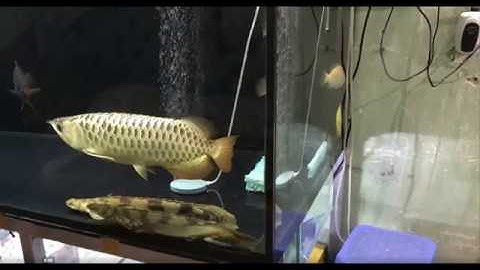 Cách chữa cá Rồng nằm đáy, bỏ ăn đơn giản