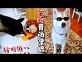 【搞怪】柴犬被主人整到不敢吃飯，哈士奇賣萌