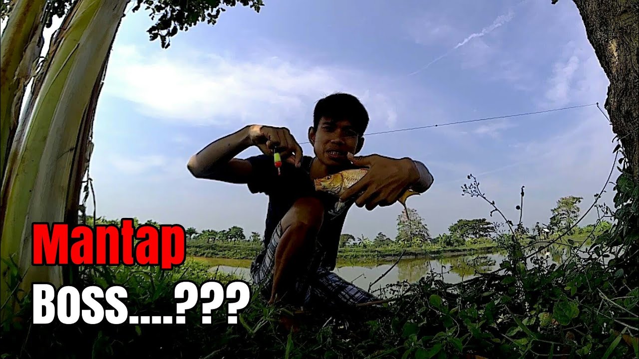 Mancing dapat ikan mas besar mantap tarikannya