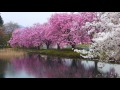 散る桜 残る桜も 散る桜