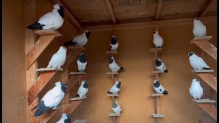 Fancy pigeons California, USA