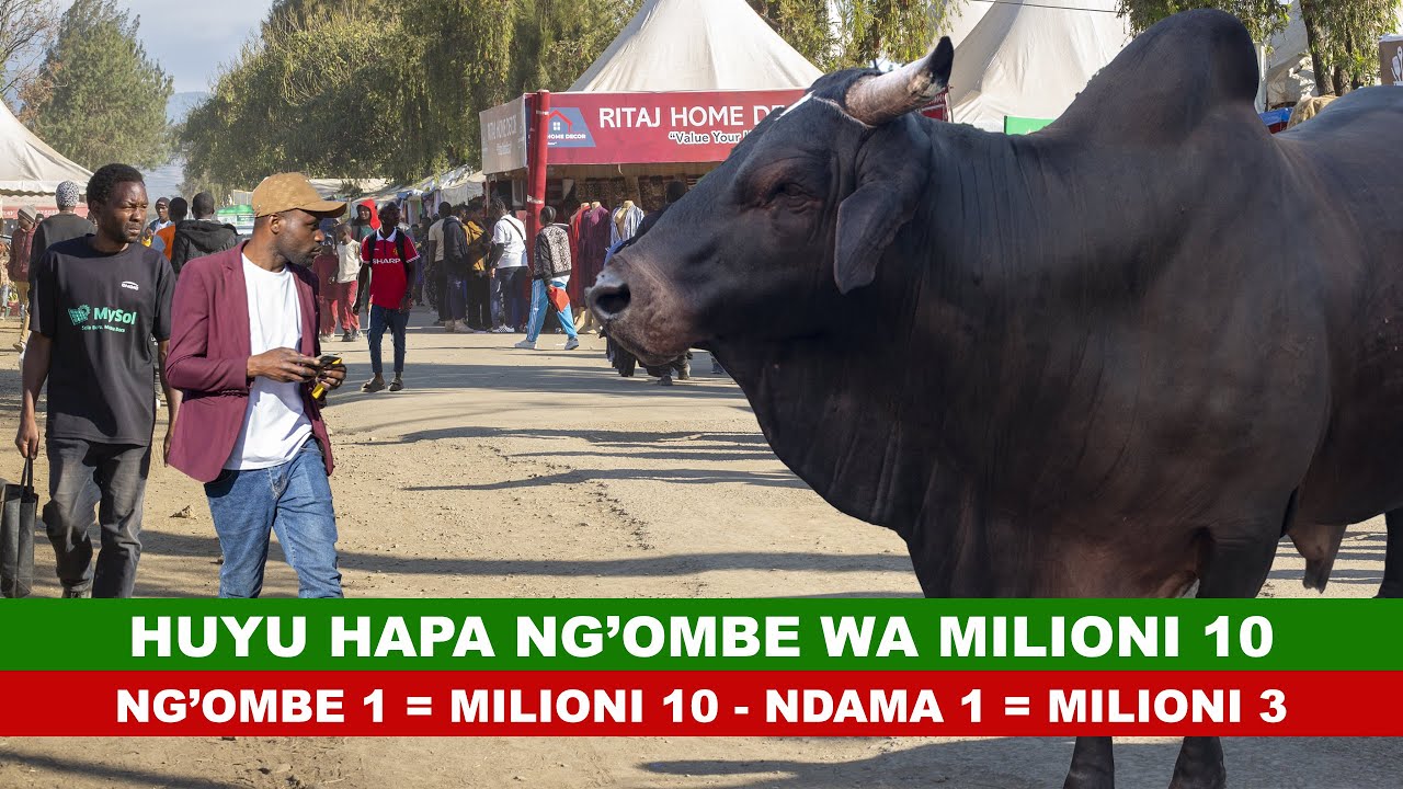HUYU HAPA NG'OMBE WA MILIONI 10 I NDAMA WA MIEZI MILIONI 3 I PIGA PESA KIRAHISI