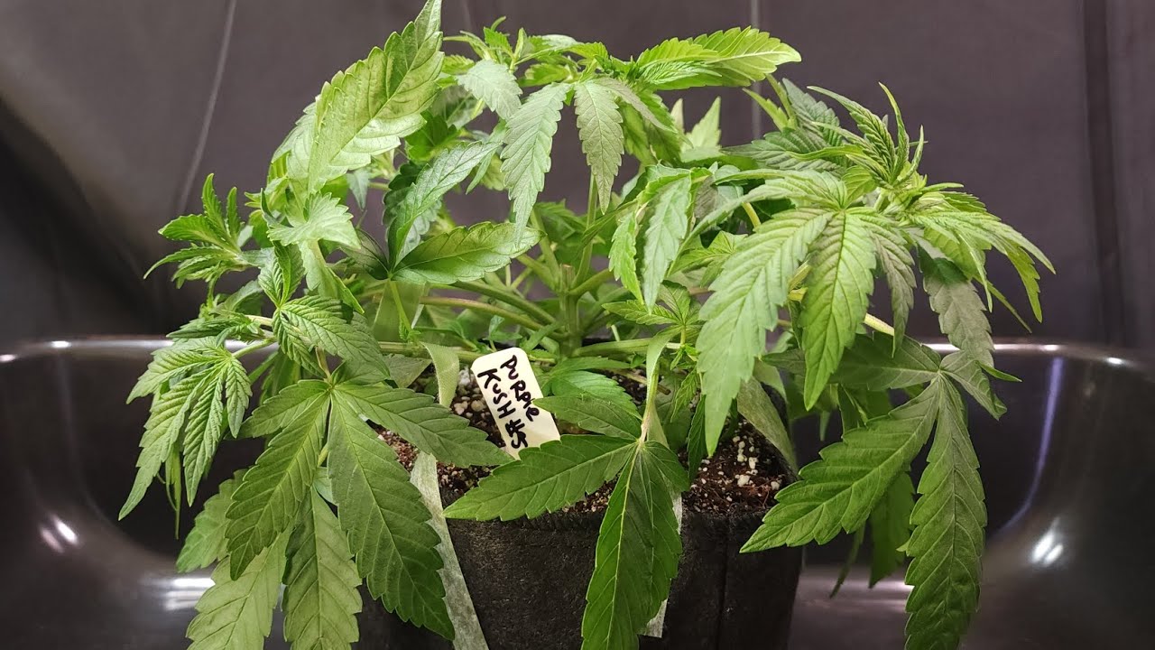 Low Stress Training Purple Kush number 5 at week 3 of veg day 25 🪴 day 34 above soil 🌱