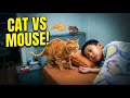 Cat chases mouse through bedroom during tense indoor encounter in Zhejiang, China