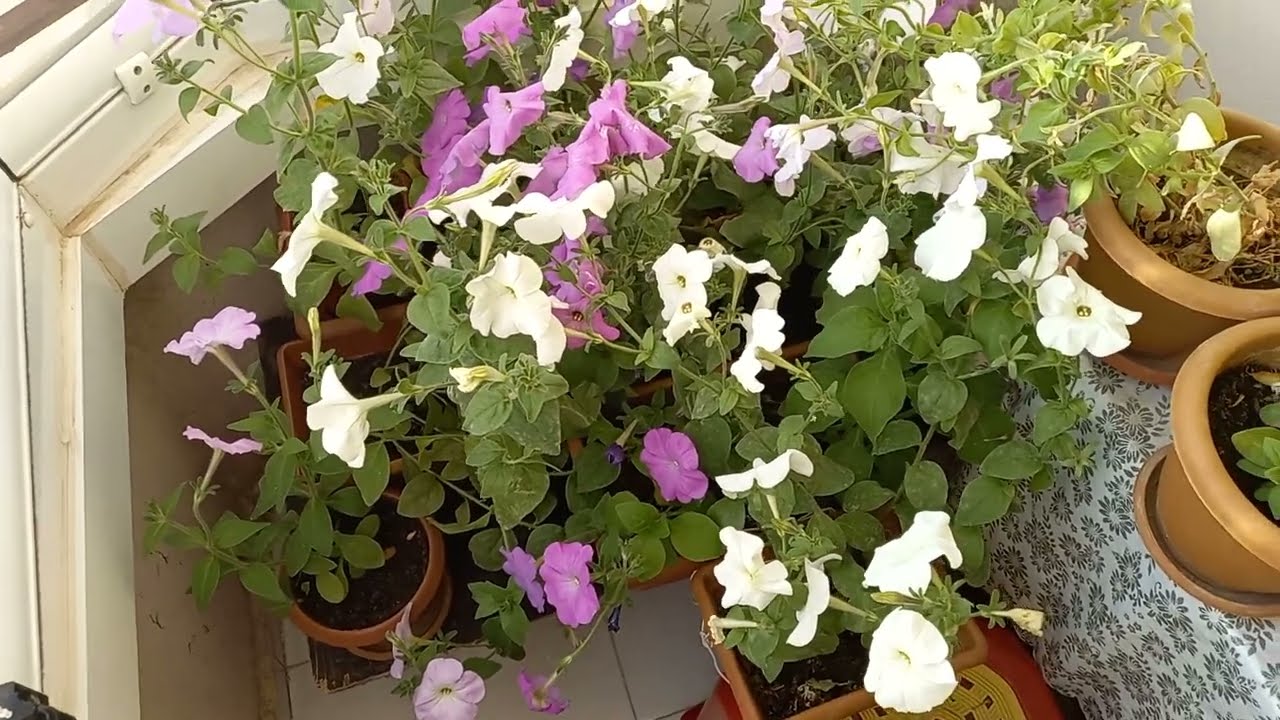 Petunya Çiçeği Bakımı