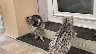 Kittens Looking For Trouble.. You Came to the Right Place.. by Robocats 622 views 1 year ago 1 minute, 8 seconds