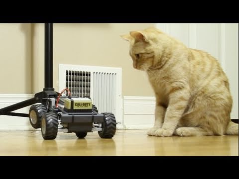 Kitties + Black Ops RC Car Demo = Awesome (Prestige Edition)