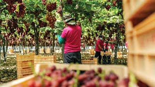 Growing Nature's Candy With Moyca screenshot 4