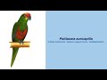 Video Encyclopedia of Parrot Species - #206 Aratinga auricapillus