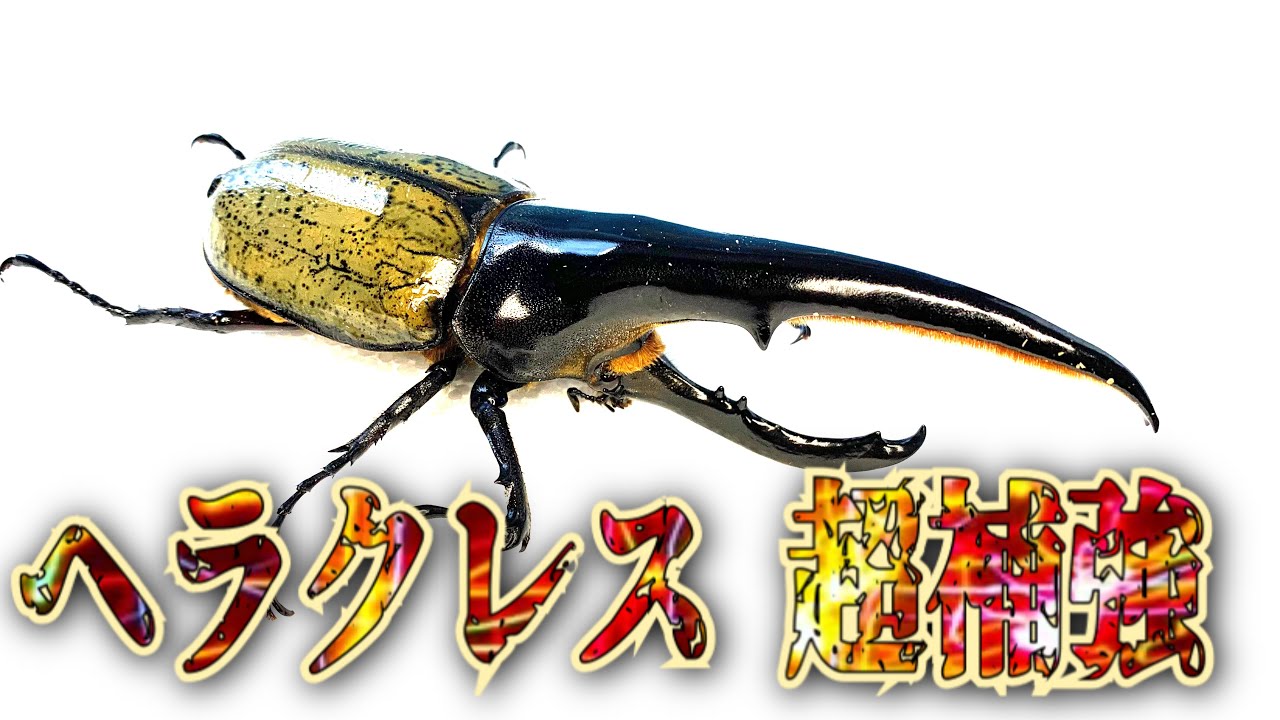 Thick horns] I bought a Hercules beetle - YouTube