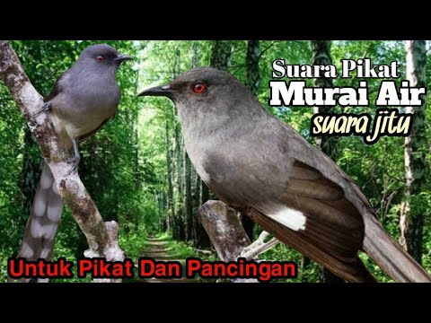 Suara Pikat Murai Air. Suara Jitu.
