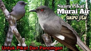 Suara Pikat Murai Air. Suara Jitu.