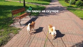 По парку на скутере с двумя сиба ину. Юми и Буши собаки шиба-ину По парку на скутере с двумя сиба ину. Юми и Буши собаки шиба-ину