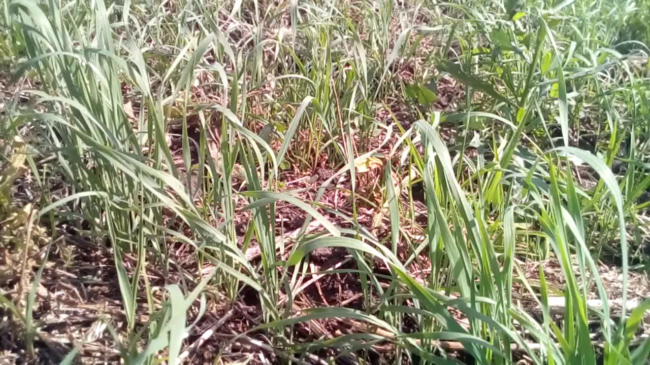 #5. No-till. Переходим на  No-till. Пшеница яровая, омская 36. 22 день после посева.