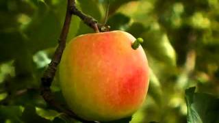 Miniscule Worms In Love