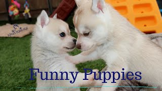 Alaskan Klee Kai   Funny Mini Husky dog videos