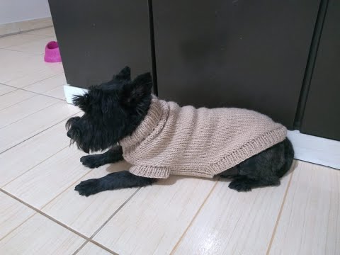 Vídeo: Como Tricotar Um Suéter Estampado Para Um Cachorro