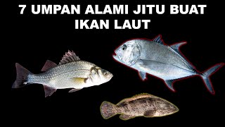 7 Umpan Alami Jitu Buat Ikan Laut Yang Sering Dipakai Nelayan screenshot 4