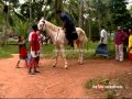 having horse: horse lover story