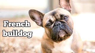 French bulldog for sale || nice quality || french bulldog facts in hindi