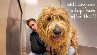His Adoption Almost Didn't Happen (The Story I've Been Hiding) | Pupdate