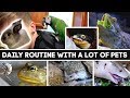 Daily Pet Care Routine! (I have a lot of pets)