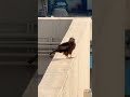Black kite mostly live in cities and they are not Eagle 🦅 #difference #birds #predator