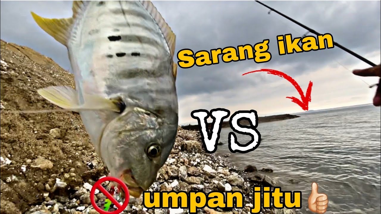 Kaget!! Umpan baru sampai langsung dapat sambaran | Mancing pinggiran | Ultralight fishing