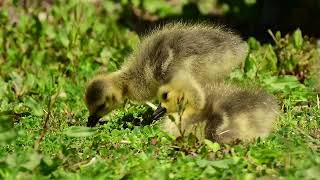 Baby geese