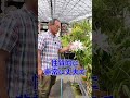 【洋蘭】カトレア パープラータ[orchid]Cattleya purpurata.@seedpot368 #sheathch