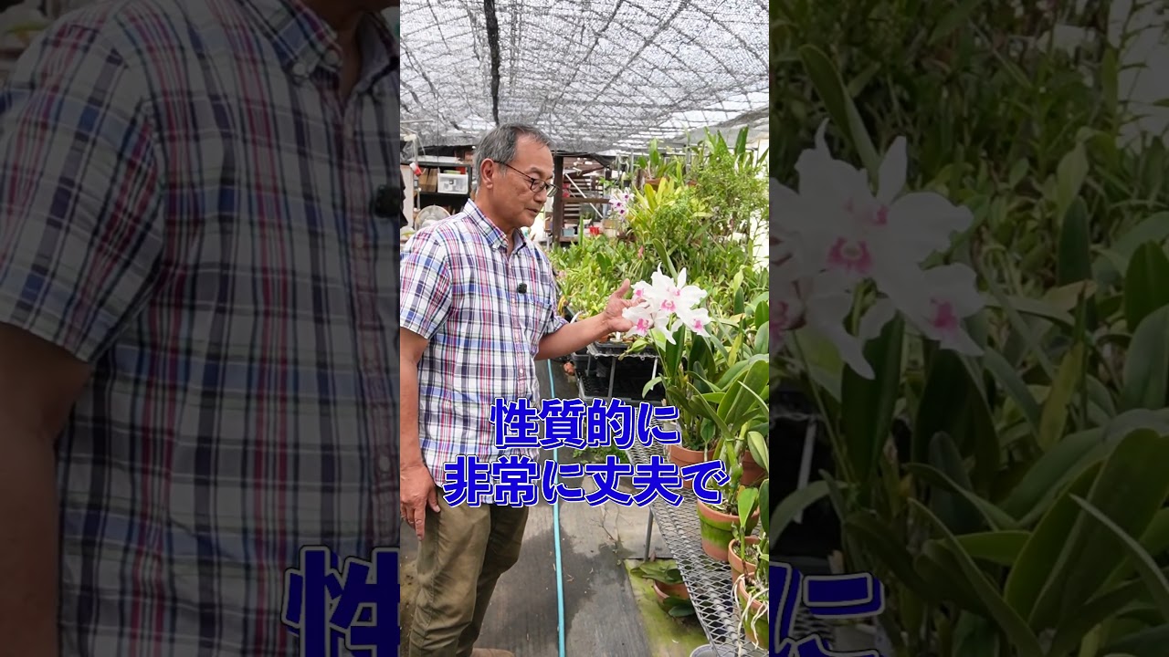 洋蘭】カトレア パープラータ[orchid]Cattleya purpurata.@seedpot368