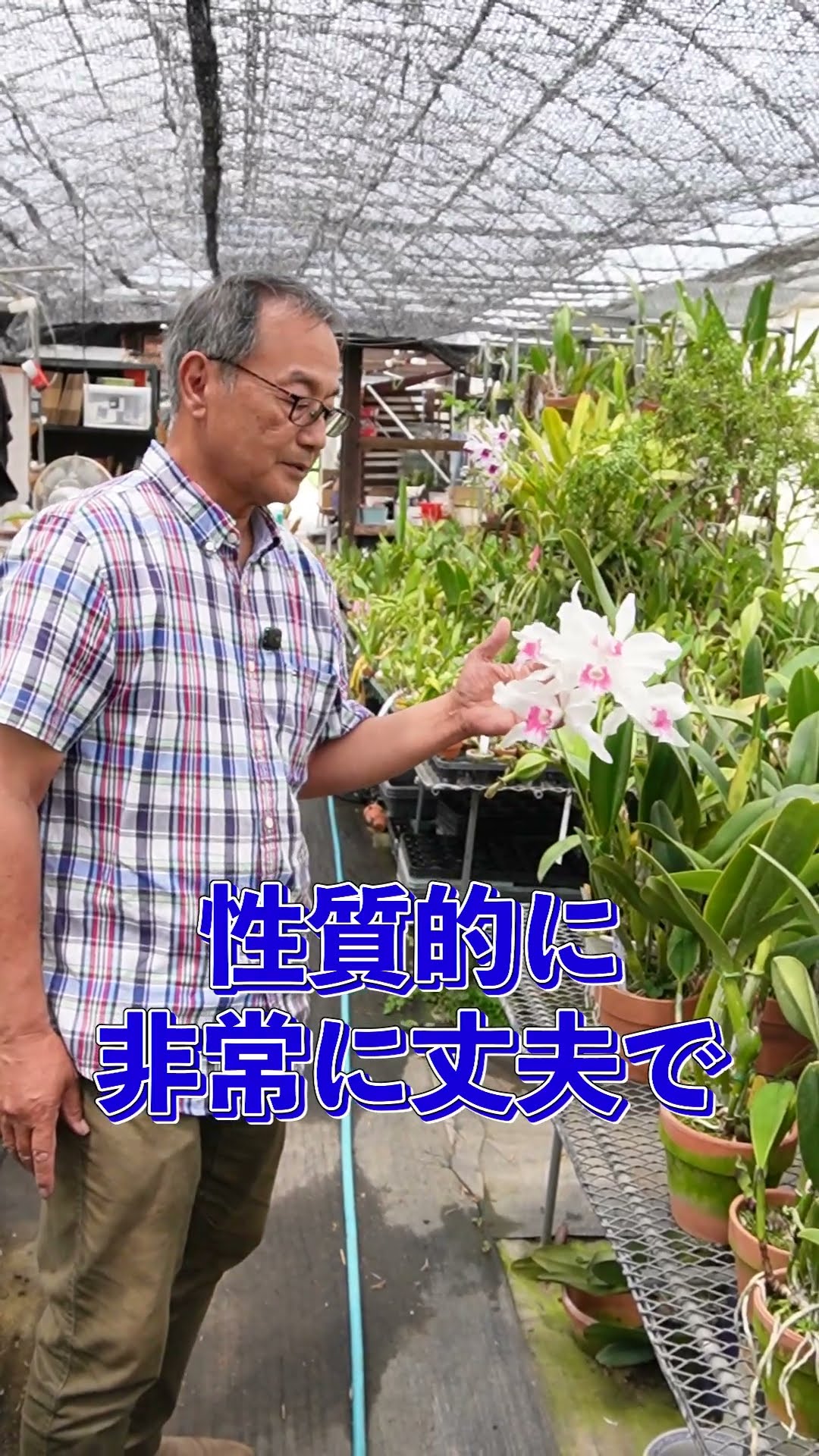 洋蘭】カトレア パープラータ[orchid]Cattleya purpurata.@seedpot368
