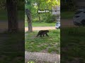 Bear just waking in my Front Yard!!!