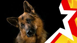 To tears! ★ BORDER DOG ★ sad song with a happy ending ★ sung by the USSR group #armysongs