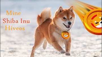 Mine Shiba Inu Hiveos!!!!