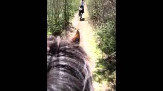 Ridetur fra hesteryggen!