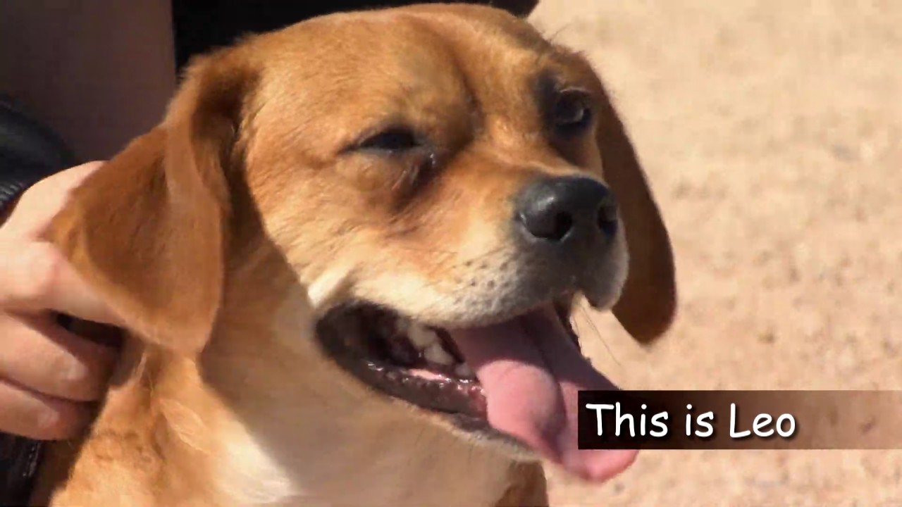 Leo's Doggie Doos When Hiking the Preserve YouTube