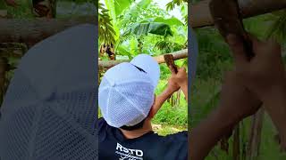 Cameraman Makes Trouble Again Grafting Durian Tree house garden grafting durian