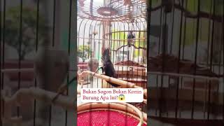 SOGOK ONTONG HITAM ENDEMIK DAERAH MANA? #sogon #konin #sogokotong #kolibrininja #plecibuxtomi