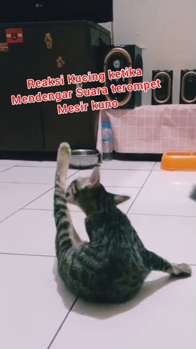 Reaksi Kucing Ketika mendengar Suara terompet Jaman Mesir kuno