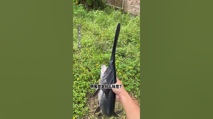 Duck-billed fish? |Chinese Mountain Forest Life And Food #MoTiktok #Fyp