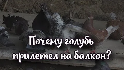 Почему голубь прилетел на балкон и что он предвещает