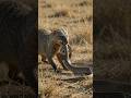 How a Mongoose Defeats a Deadly Cobra 🐍⚡ | Nature's Fastest Snake Hunter