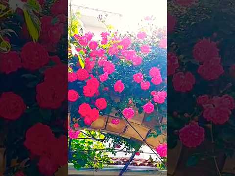 İlkbahar çiçekleri Shorts çiçekler Nature