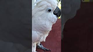 Cockatoo supports a lazy mama (in my defense, I was really tired)