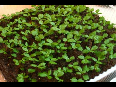 Выращивание ЗЕМЛЯНИКИ (КЛУБНИКИ) из семян. Уход за РАССАДОЙ после пикировки- YouTube