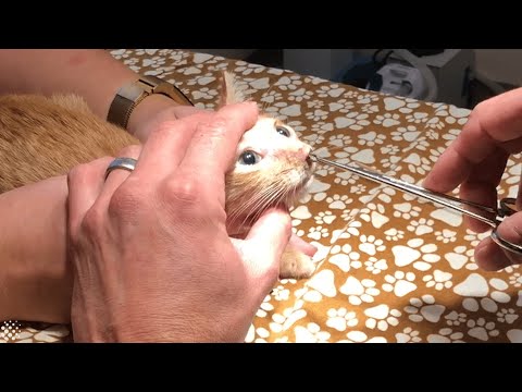 Video: Botflies (Maden) In Katzen