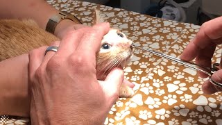 Gigantic pulsating parasite extracted from 8weekold kitten.