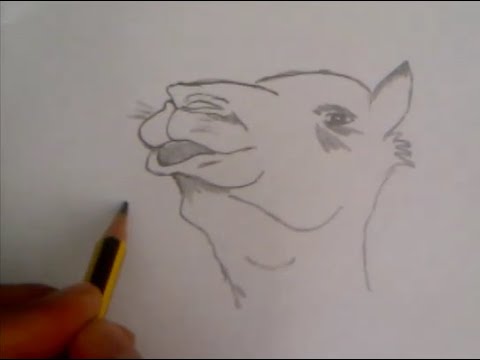 رسم رأس جمل Draw a camel head