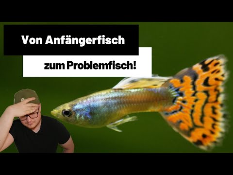 Das PROBLEM mit dem Guppy REALTALK | Kein Anfängerfisch mehr